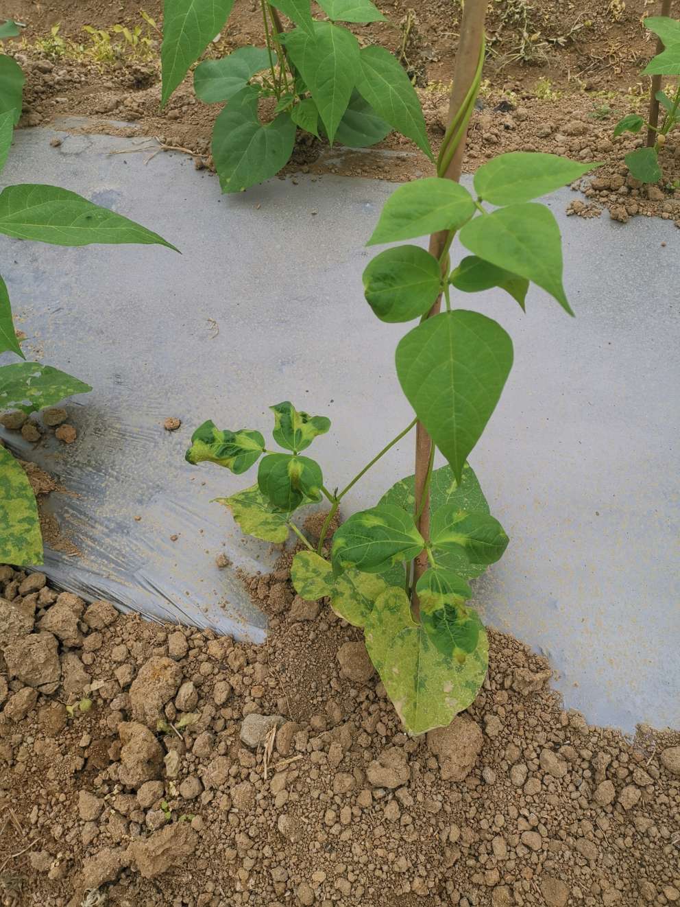 您好我在福建种植的大棚扁豆叶子出现黄斑主要是下面的几个叶片扁豆上