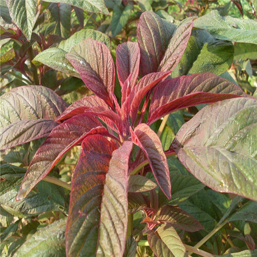 济南雪樱子种子保健特菜特菜四季播种 农家野菜阳台蔬菜红苋菜种籽
