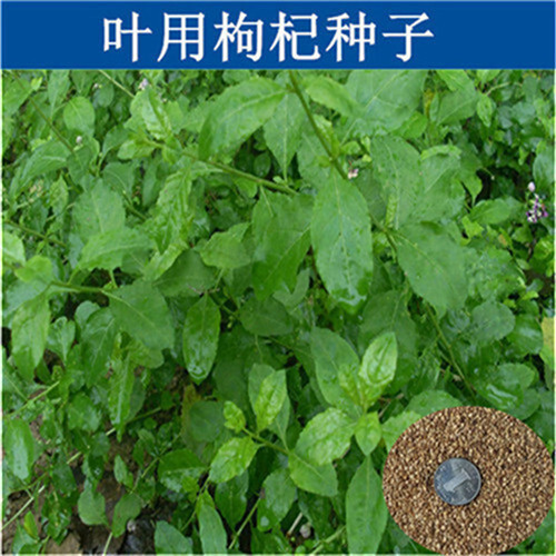 济南红枸杞种子  叶用枸杞籽菜用枸杞种子种苗枸杞芽蔬菜种子保健四季黑枸杞菜孑