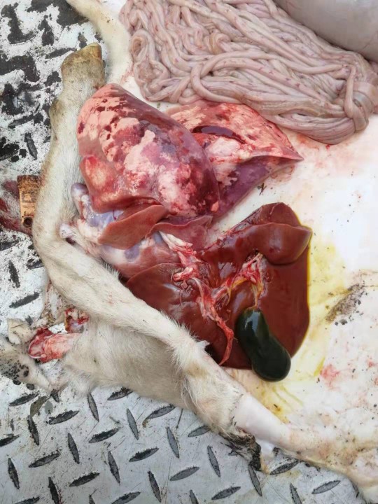 羊肺解剖图图片