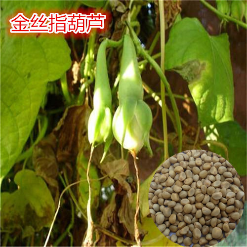 济南金丝指葫芦种子中草药蔬菜种子基地大田蔬菜种子药用指葫芦四季籽