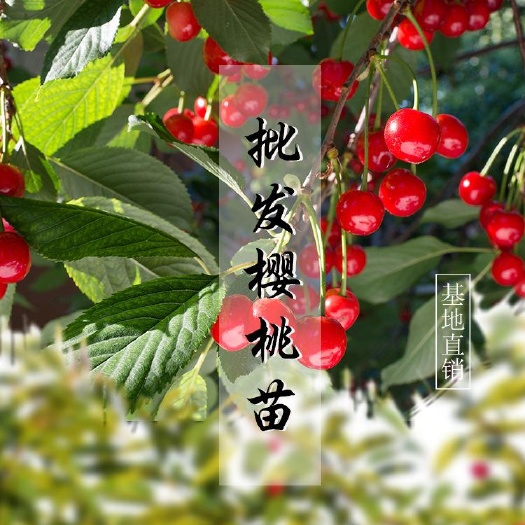 泰安 樱桃苗价格经济实惠 矮化萨米脱樱桃树苗根系发达早熟丰产