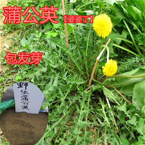 蒲公英种子药食两用多年婆婆丁种子高产特菜四季蔬菜种籽