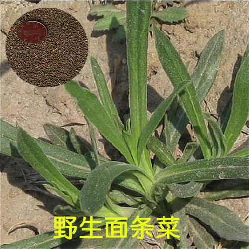 济南面条菜种子质甜味美抗寒面条菜种子基地直供保发芽率凉拌菜籽
