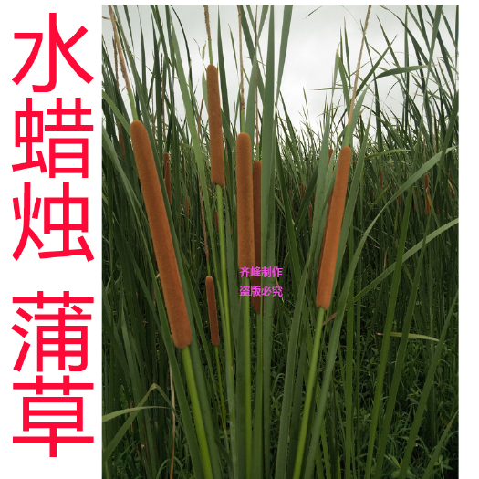 祁东县小香蒲 香蒲草苗 水蜡烛草苗 水生植物