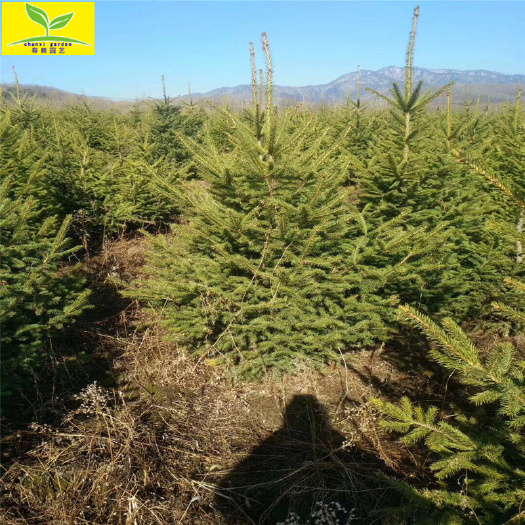 泰安 圣诞树云杉  庭院观赏植物  园林绿化植物  3米4米云杉树