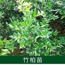 祁东县 竹柏苗 竹柏小苗盆栽