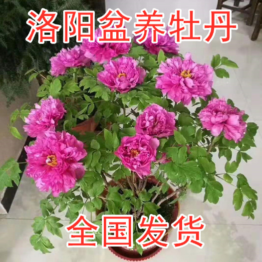 洛阳洛阳红  洛阳正宗观赏牡丹盆栽花年宵花反季催花崔花牡丹过年冬季开花