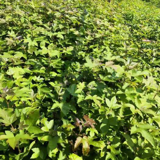 清流县造林苗枫香 枫香小苗趋势好50公分-80公分