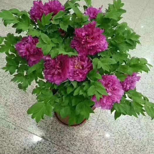 洛阳观赏牡丹  洛阳牡丹花苗5-20分枝大苗5-8-10年花苗重瓣千层牡丹