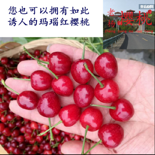 纳雍县 纳雍总溪河玛瑙红樱桃树苗甜樱桃南北方种植苗圃直供大樱桃嫁接苗