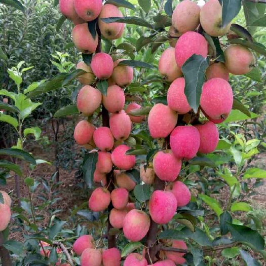 泰安鲁丽苹果苗 鲁丽·维纳斯黄金·烟富系列等