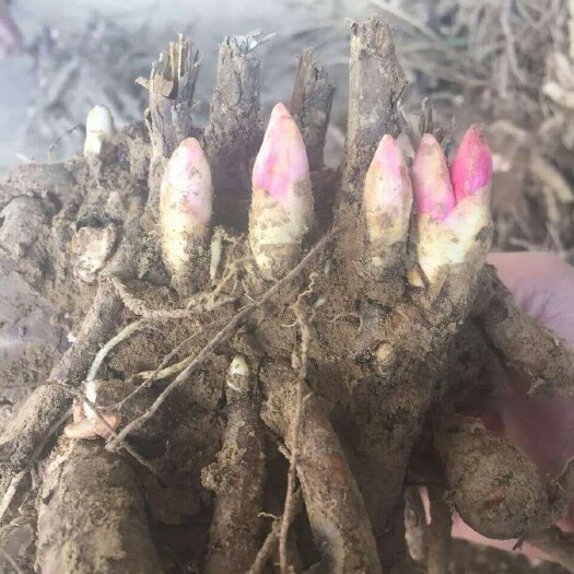 仁寿县白芍种苗  观赏药用芍药种苗，白芍，赤芍种子种苗出售