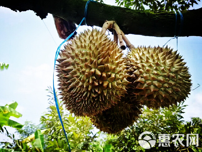  一级新鲜干尧榴莲32斤5-6头基地直供可国外看货