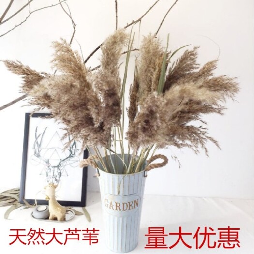 固镇县 天然芦苇干花花束大芦苇蒲苇长落地网红橱窗摆件家居包邮
