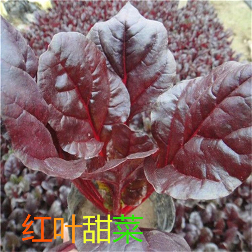 红甜菜种子血头菜根达菜红叶甜菜种子观赏红牛皮菜四季蔬菜