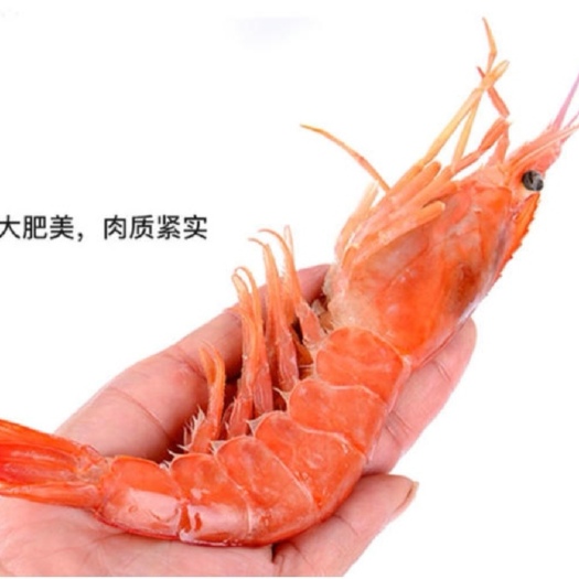 上海 阿根廷红虾 超大虾  批发