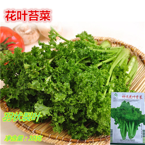 花叶苔菜种子耐寒耐抽红菜苔种子越冬春季适合黑麻叶苔菜种子