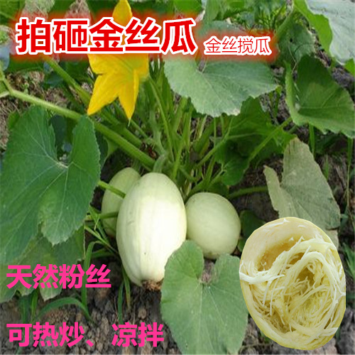 天下奇瓜金丝瓜种子绞瓜种子丝搅瓜天然粉丝抗病高产热炒凉拌种籽