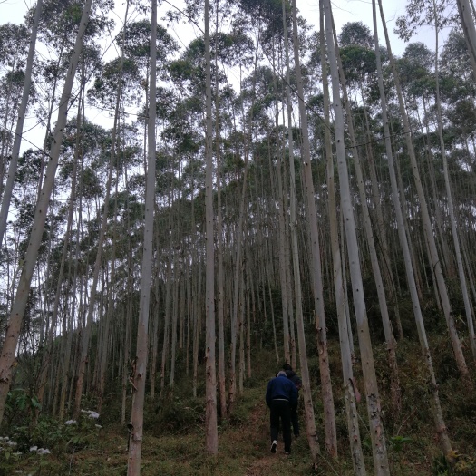 靖西市 广西百色靖西县巡马村那造屯400余亩桉树林地转