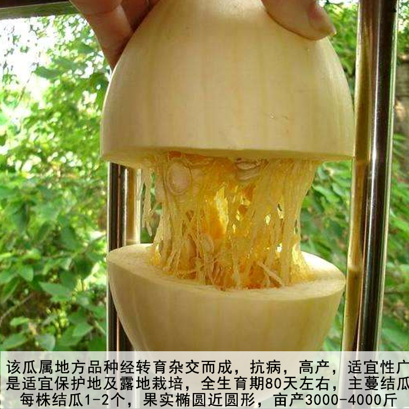 天下奇瓜金丝瓜种子绞瓜种子丝搅瓜天然粉丝抗病高产热炒凉拌种籽