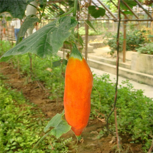 变色瓜种子老鼠瓜籽秋季观赏食用种孑四季播爬藤瓜果菜种籽