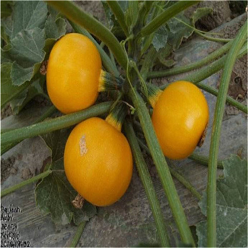 济南金珠西葫芦种子杂交西葫芦蔬菜黄色西葫芦种子水果型种籽
