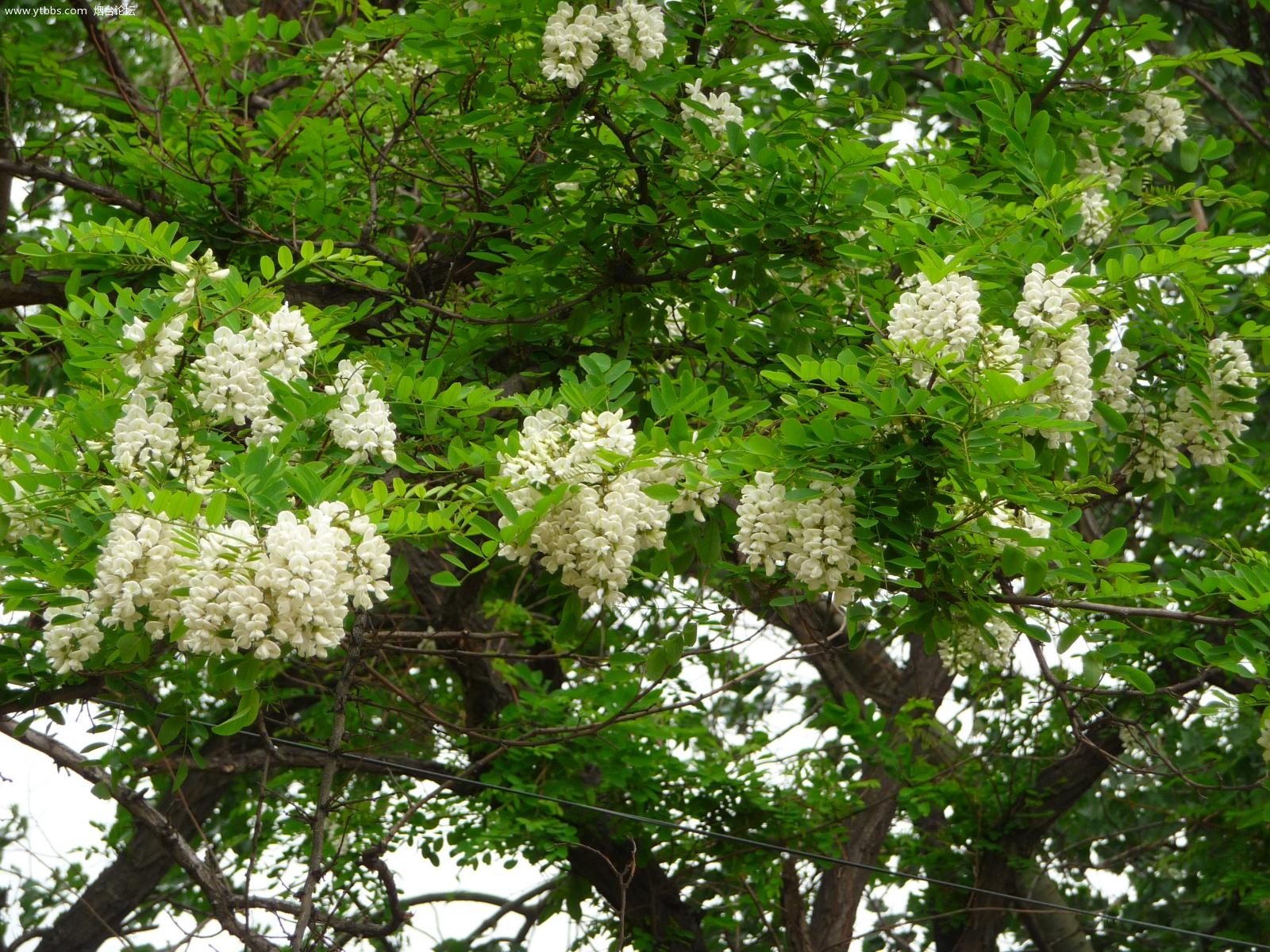 刺槐种子白花刺槐树香花槐紫穗槐洋槐蜜蜂采蜜槐花黄花槐种籽