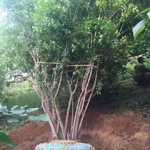 开原市 辽宁茶条槭 丛生茶条槭 茶条槭价格