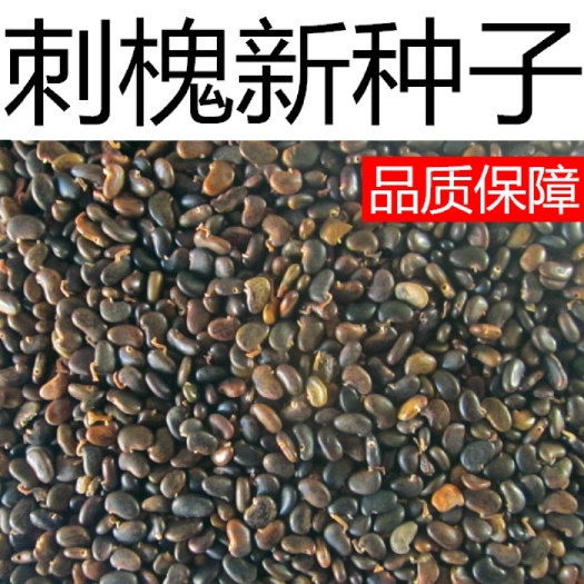 刺槐种子白花刺槐树香花槐紫穗槐洋槐蜜蜂采蜜槐花黄花槐种籽