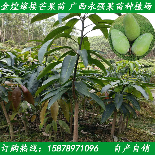灵山县芒果苗 金煌芒果苗 台农芒果苗 广西芒果苗批发 桂七芒