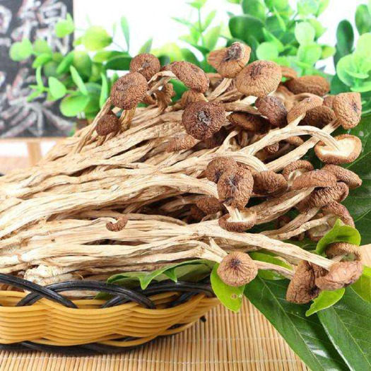 赣州 赣县一粒红尘茶树菇 清溪剪根煲汤菌菇