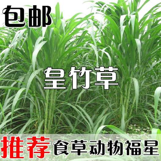 沭阳县皇竹草种子  新型皇竹草子种多年生种子甜象草黄竹草种象草