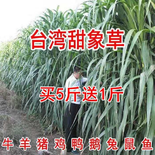 甜象草种子 甜象草种孑新型皇竹草种子多年生四季牧草养殖高