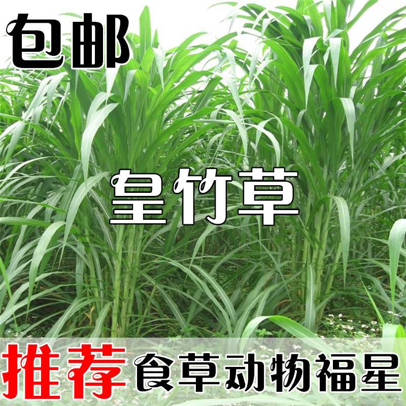 沭阳县皇竹草种子 新型皇竹草种籽甜像草种籽多年生牧草种籽喂牛羊猪鸡