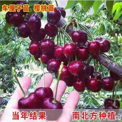 平邑县俄罗斯8号樱桃苗 俄罗斯8号樱桃树苗优质嫁接苗基地直发保真包活全国包邮
