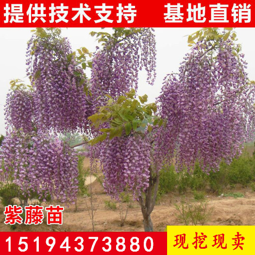 泰安 紫藤花苗  1公分紫藤苗  紫藤苗简介