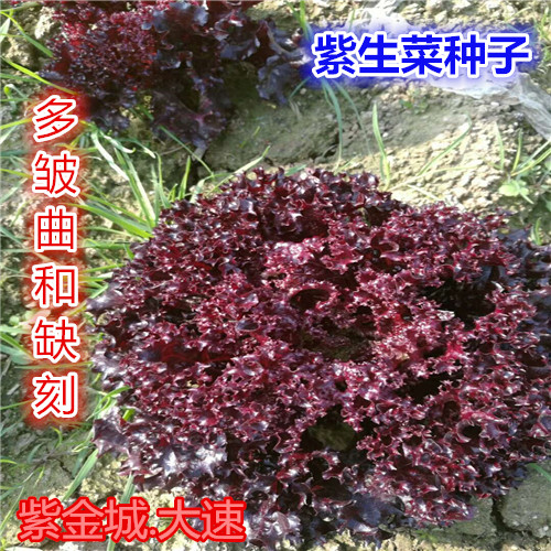 紫叶生菜种子红皱曲结球生菜种子四季奶油生菜种子高产生菜