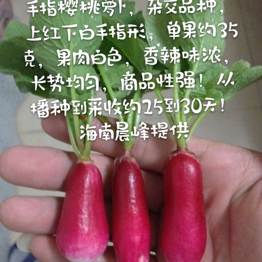 法国樱桃萝卜手指型，杂交品种，长势均匀