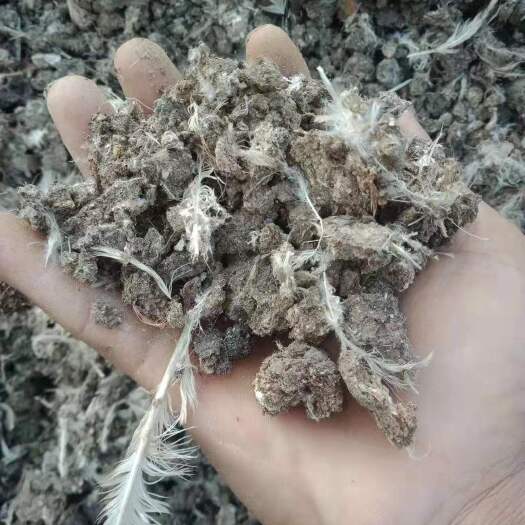 正定县 纯鸡粪晒干出售 无杂质沙土鸡毛 质量好价格优