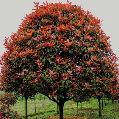 崇阳县 3米红叶石楠大量供货