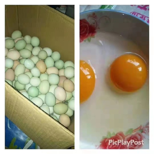 宝清县 中华宫廷黄鸡蛋