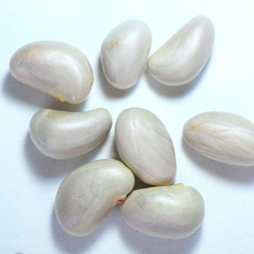 湛江马来西亚一号菠萝蜜苗 菠萝蜜种子  马来四季菠萝
