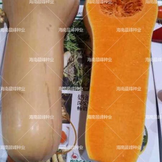 海口奶油南瓜种子  长条型，甜香面，外形独特，肉质橘红色，高产抗病