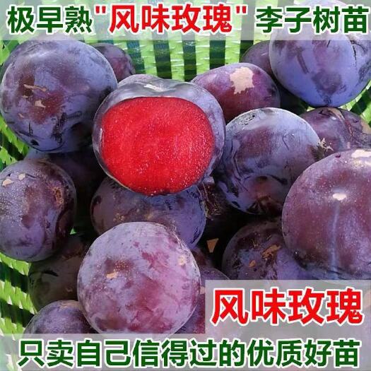 平邑县 风味玫瑰李子树苗 嫁接 李子苗 空心李子果树苗 南方北方种植