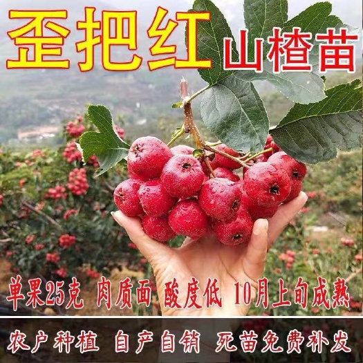 平邑县 歪把红山楂苗歪把子山楂嫁接苗大金星山楂树苗南北方种植当年结果