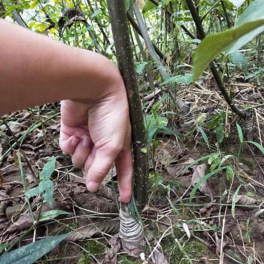 平邑县 纸皮核桃树苗 8518薄皮核桃苗 新疆纸皮核桃苗 南北方种植