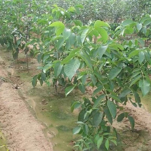 平邑县 核桃苗9818嫁接苗 薄皮核桃树苗 南方北方种植 地栽