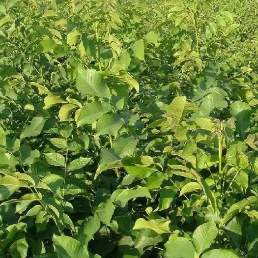 平邑县 嫁接核桃树苗 薄皮核桃苗 地栽 当年接果 南北方种植
