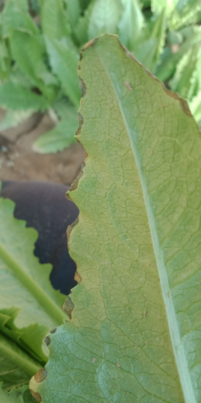 你好老师请您看看油麦菜叶子边缘有这种干边和干尖是怎么回事这个干边